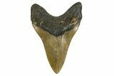 Serrated, Fossil Megalodon Tooth - North Carolina #338600-2